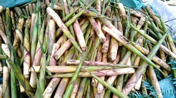 Ở Việt Nam, măng sặt mọc khá nhiều tại các tỉnh miền núi phía Bắc như Yên Bái, Sơn La, Lào Cai…Ảnh: tabalo.