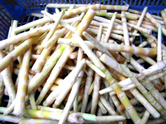 Thời vụ măng sặt rất ngắn chỉ từ tháng 3 đến tháng 4 hàng năm. Ảnh: hoanggh.