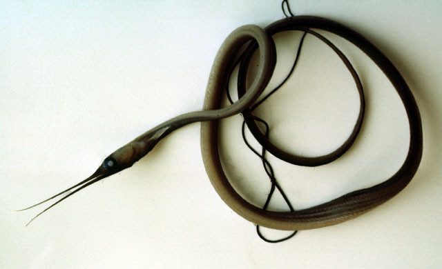 Ấu trùng của cá chình mỏ dẽ mảnh có hình dạng như những chiếc lá. Ảnh: fishbase.