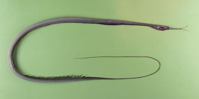 Cá chình mỏ dẽ mảnh phổ biến ở Ấn Độ. Ảnh: fishbiosystem.