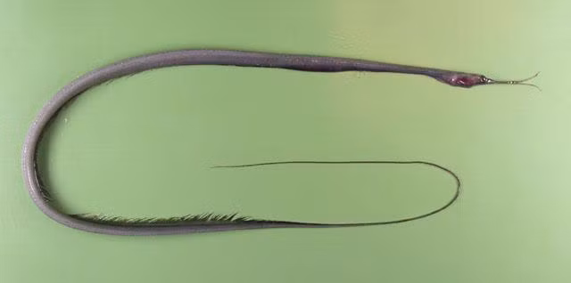 Cá chình mỏ dẽ mảnh phổ biến ở Ấn Độ. Ảnh: fishbiosystem.