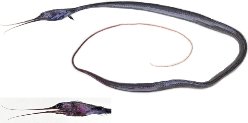 Cá chình mỏ dẽ mảnh có tuổi thọ khoảng 10 năm. Ảnh: researchgate.