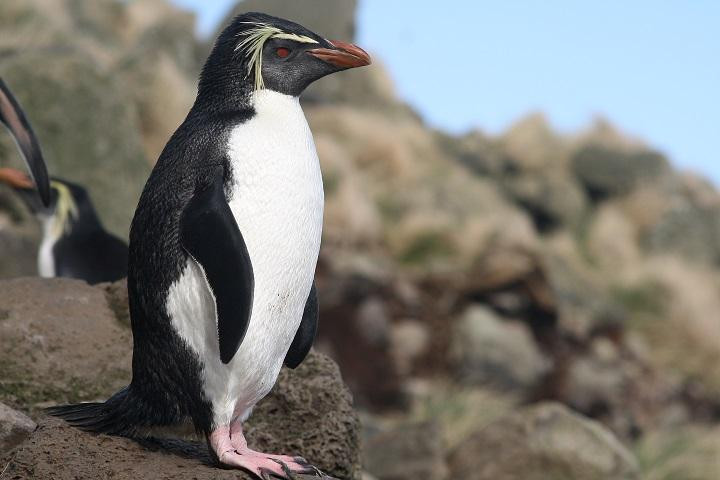 Chim cánh cụt Rockhopper là loài ăn thịt, chúng sống sót bằng cách ăn động vật biển như cua, tôm hùm, mực, cá,...Ảnh: hbw.