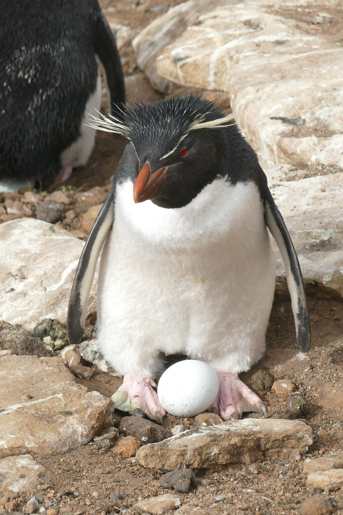 Chim cánh cụt Rockhopper không thể được phân biệt giới tính chỉ dựa vào ngoại hình, mà phải phải bằng cách kiểm tra ADN từ chiếc lông vũ của nó. Ảnh: staticflickr.