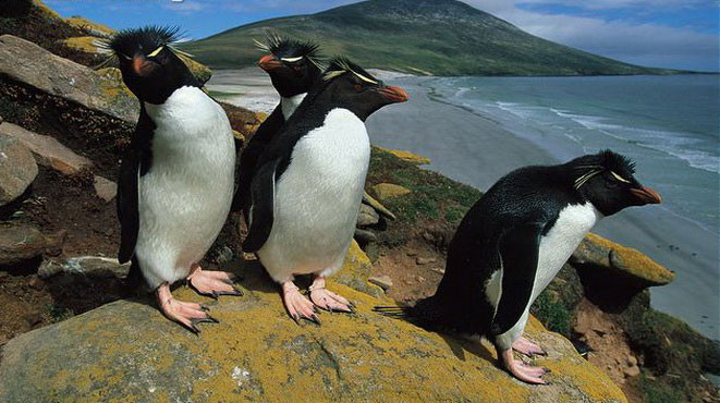 Chim cánh cụt Rockhopper đôi mắt màu đỏ, mỏ màu cam, màng chân màu hồng, và chỏm lông màu vàng, đen và nhọn trên đầu. Ảnh: khoahoc.