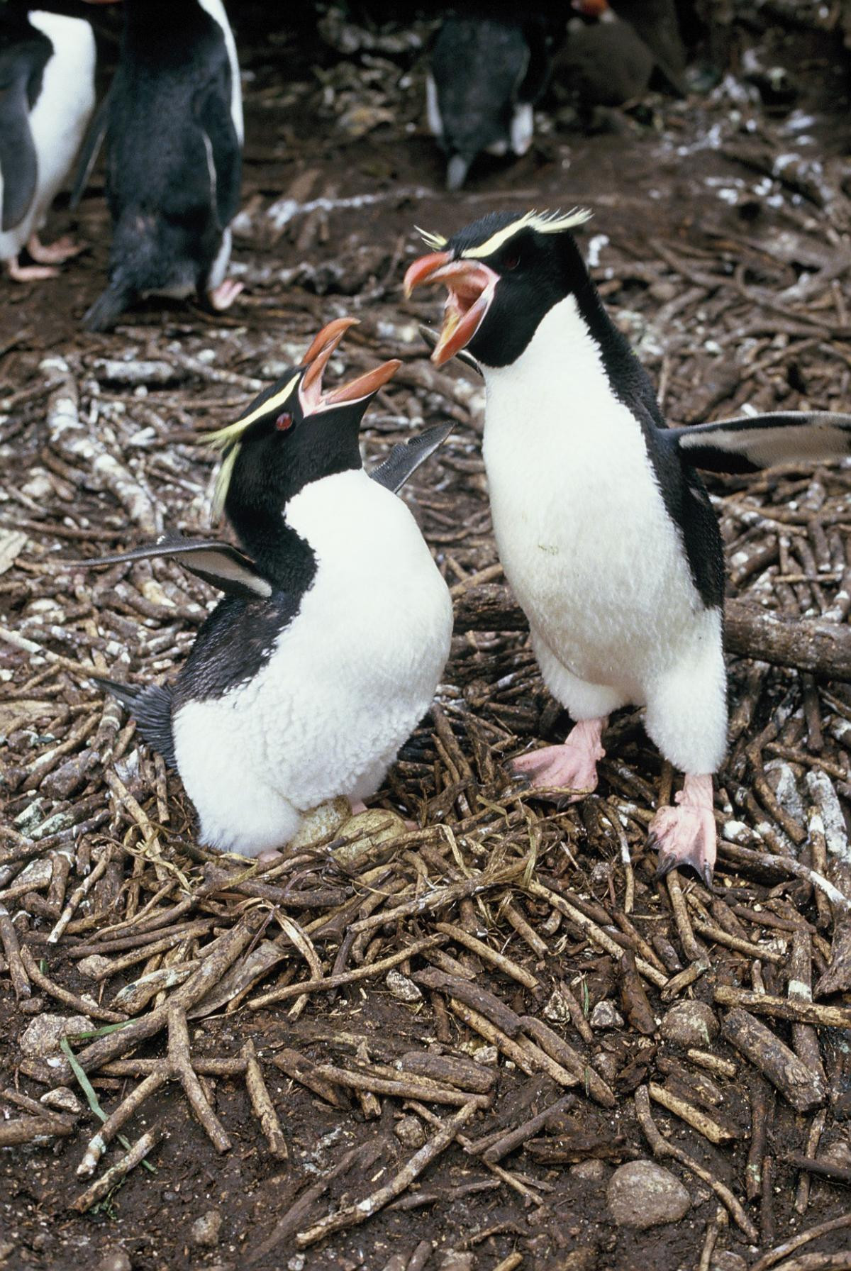 Chim cánh cụt Rockhopper có thể ở ngoài biển trong nhiều ngày khi đi săn. Và chúng có thể lặn sâu tới 100m trong vài phút mỗi khi tìm kiếm con mồi. Ảnh: nzbirdsonline.
