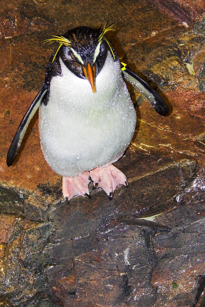 Chim cánh cụt Rockhopper sống trong môi trường khắc nghiệt, có nhiều đá nên chúng không thể trượt bằng bụng như các loài cánh cụt khác, mà chúng nhảy từ nơi này đến nơi khác. Ảnh: staticflickr.