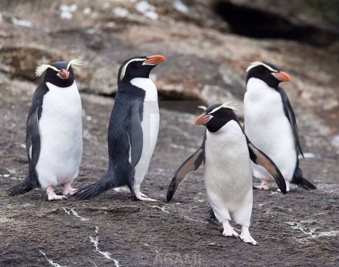 Chim cánh cụt Rockhopper bố mẹ sẽ cùng nhau chăm sóc con mình cho tới khi cánh cụt con được 3 tuần tuổi. Ảnh: cloudinary.