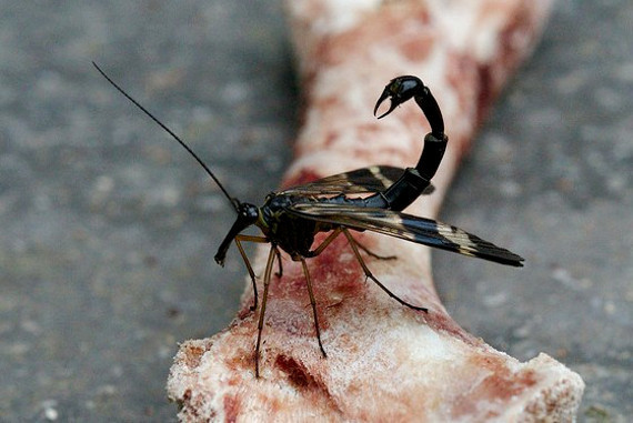 Ở loài ruồi bọ cạp, con đực có bộ phận sinh dục lớn, trông giống ngòi của một con bọ cạp. Đó cũng chính là nguồn gốc tên gọi của ruồi bọ cạp. Ảnh: dietcontrunggayhai.