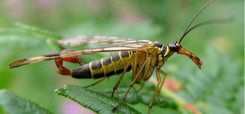 Ruồi bọ cạp còn được gọi là “ruồi treo”, vì chúng thỉnh thoảng treo lơ lửng trên cành cây để hòa mình vào cảnh vật xung quanh, sau đó bất ngờ vồ lấy các con côn trùng nhỏ. Ảnh: dietcontrunggayhai.