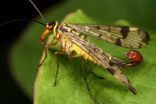  Thức ăn của ruồi bọ cạp gồm xác côn trùng chết, mật hoa và hoa quả thối rữa. Ảnh: giaoducthoidai.