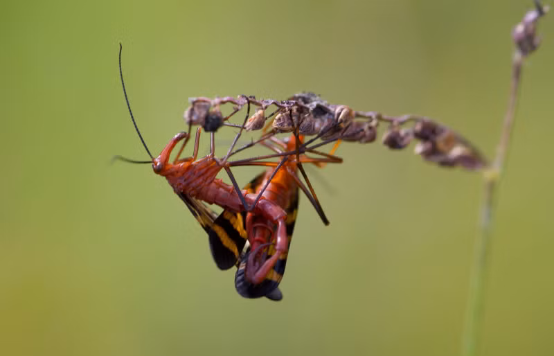 Ruồi bọ cạp có đời sống tình dục được đánh giá là bạo lực. Khi giao phối, con đực dùng sừng hậu môn kẹp chặt lấy bụng con cái, kìm chặt bạn tình quan hệ từ 70-140 phút dù sau đó con cái có không muốn tiếp tục. Ảnh: vnecdn.