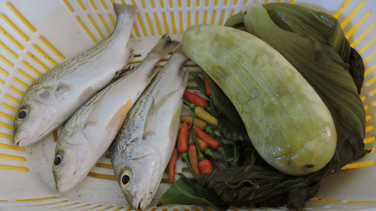  Cá sạo có tên khoa học là Pomadasys hasta. Trên thế giới, nó phân bố ở Đông châu Phi, Hồng Hải, Madagasca, Andaman, châu Đại Dương, Ấn Độ Dương Philippin, Inđônêxia, Trung Quốc, Nhật Bản. Ảnh: thanhnien.