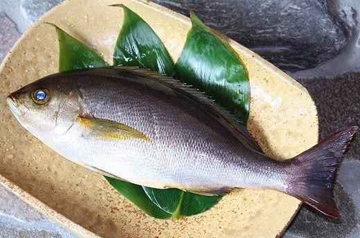 Cá sạo có thể được chế biến theo nhiều cách thức như nướng, hấp, chiên, nấu cháo, nấu canh, kho mặn ngọt… Trong đó, cá sạo nấu canh thơm cà và kho dưa vừa dễ vừa nhanh. Ảnh: dktcdn.