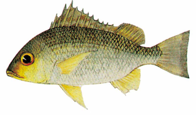 Cá sạo có thể khai thác quanh năm bằng cách câu hoặc sử dụng lưới kéo đáy. Ảnh: agu.