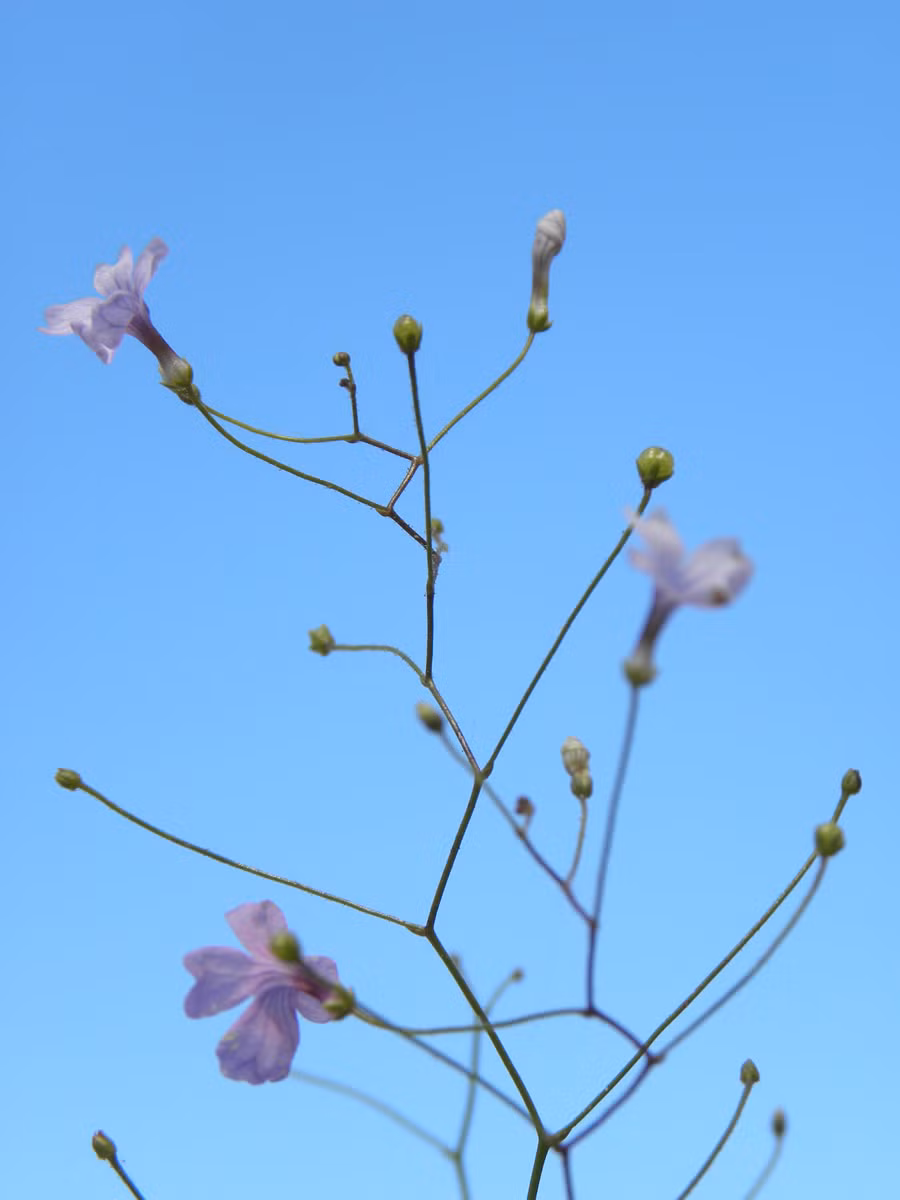 Những lá dưới lòng đất của cây Philcoxia minensis tiết ra một chất có độ dính rất cao khiến giun không thể thoát ra nếu chạm vào chúng. Ảnh plantsystematics.