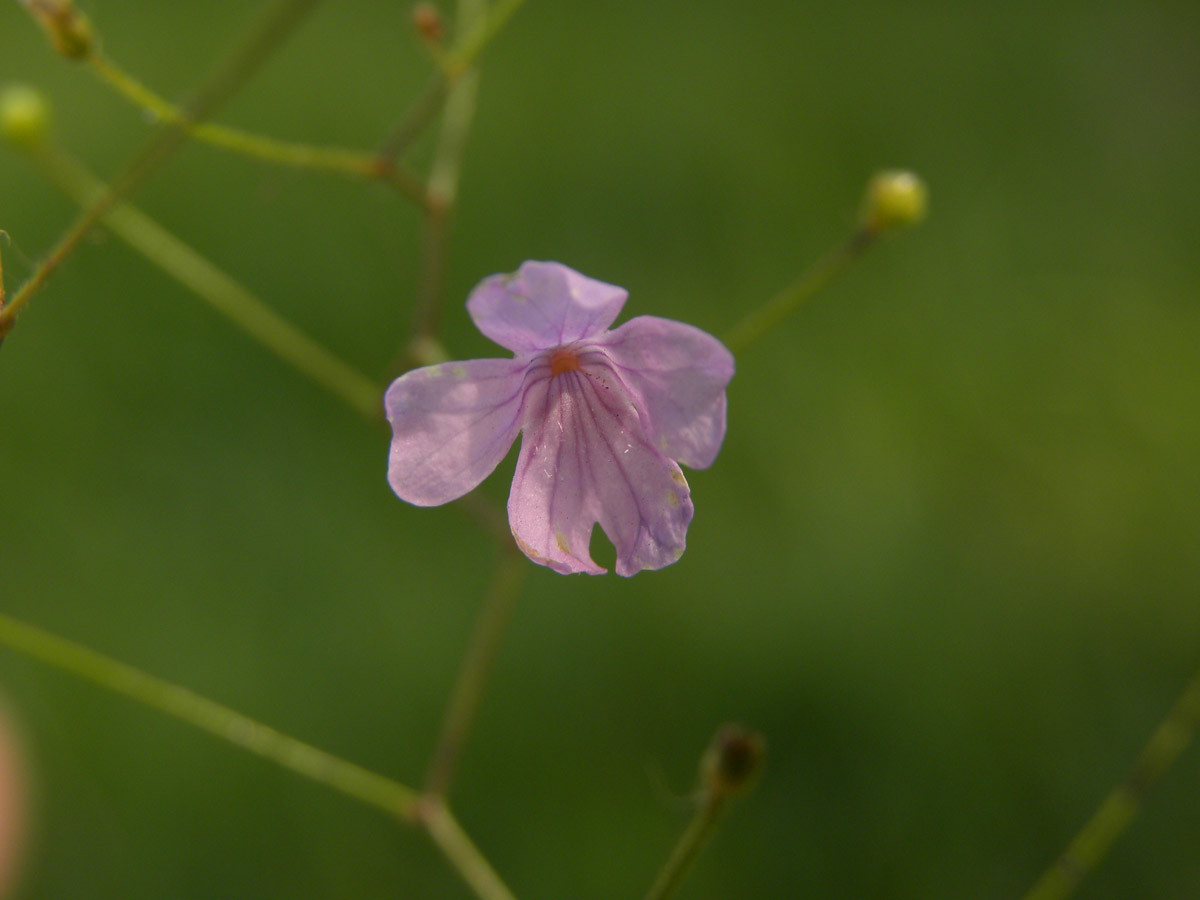 Cây Philcoxia minensis có chiều cao thân trung bình khoảng 26cm với hoa màu tím lẫn trắng. Ảnh plantsystematics.