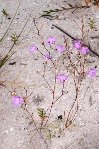 Cây Philcoxia minensis có 5 - 10 lá ở trên mặt đất có chức năng quang hợp nhờ ánh sáng mặt trời và rất nhiều lá nhỏ như đầu đinh ghim bên dưới cát. Ảnh pinimg.