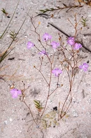 Cây Philcoxia minensis có 5 - 10 lá ở trên mặt đất có chức năng quang hợp nhờ ánh sáng mặt trời và rất nhiều lá nhỏ như đầu đinh ghim bên dưới cát. Ảnh pinimg.