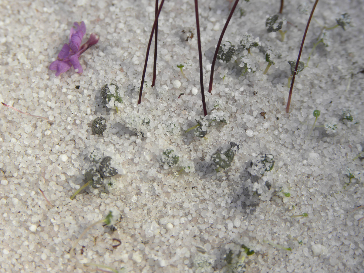 Cây Philcoxia minensis được đánh giá một loài thực vật cực hiếm. Ảnh plantsystematics.