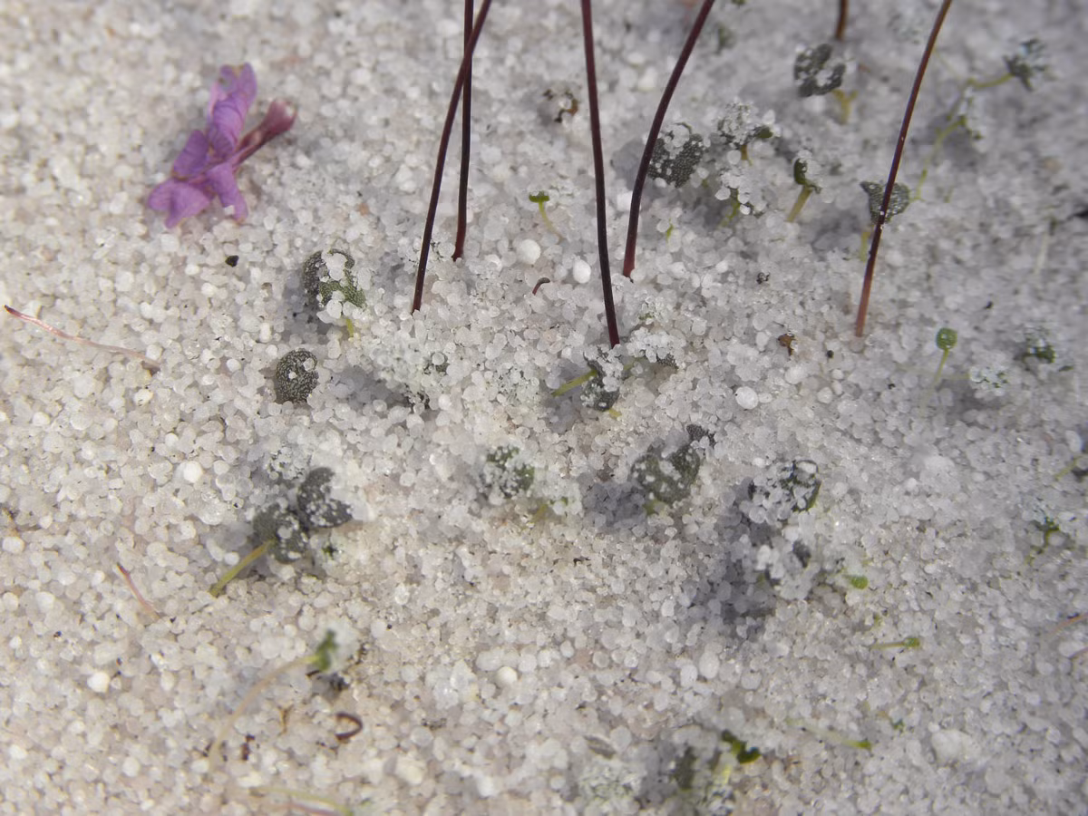 Cây Philcoxia minensis được đánh giá một loài thực vật cực hiếm. Ảnh plantsystematics.