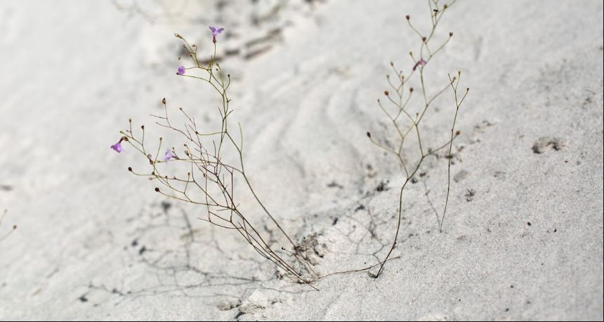 Loài thực vật này có khả năng bắt và tiêu hóa con mồi ngay trên bề mặt lá nằm ngay dưới mặt đất nhờ một số enzyme có khả năng tiêu hóa xác động vật. Ảnh Carnivoren-Forum.