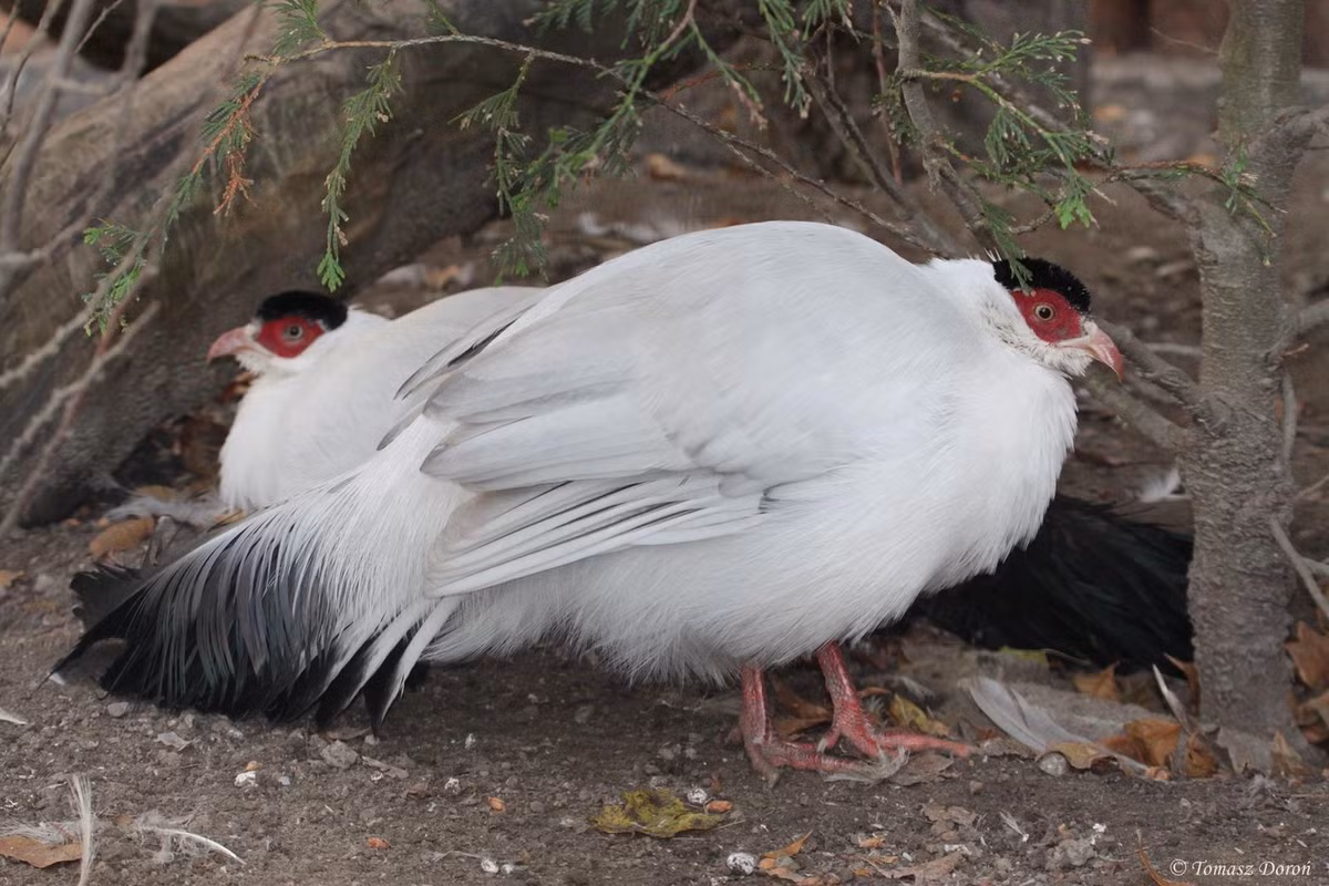 Trong lịch sử, chim trĩ trắng là sản vật cống phẩm của nước Việt Nam thời cổ cho các vương triều Trung Quốc. Ảnh: hbw.
