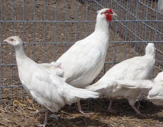 Ở Việt Nam loài chim này hiện chủ yếu sống tại các khu vực miền Bắc, rừng quốc gia Cát Tiên (Lâm Đồng), khu bảo tồn U Minh Thượng (Kiên Giang), khu bảo tồn thiên nhiên Phong Điền (Thừa thiên Huế). Ảnh: trangtraitayninh.