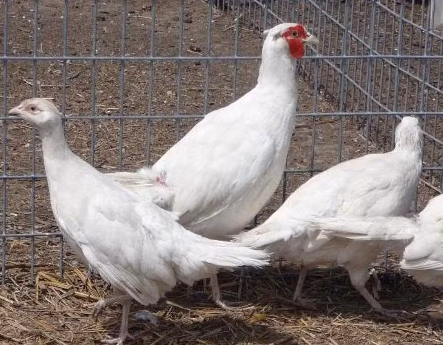 Ở Việt Nam loài chim này hiện chủ yếu sống tại các khu vực miền Bắc, rừng quốc gia Cát Tiên (Lâm Đồng), khu bảo tồn U Minh Thượng (Kiên Giang), khu bảo tồn thiên nhiên Phong Điền (Thừa thiên Huế). Ảnh: trangtraitayninh.