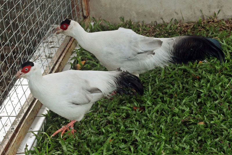 Chim trĩ trắng trống có khả năng đạp mái với tần suất rất cao. Nó có thể đạp nhiều con mái chỉ trong vài phút. Ảnh: khoahocphattrien.