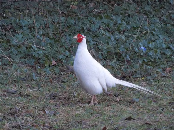 Chim trĩ trắng có khuôn mặt đỏ rực, có đuôi dài và nhỏ, bộ lông có chất lượng tuyệt vời. Ảnh: vuonchimviet.