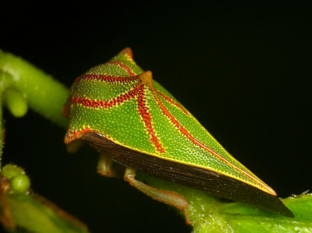 Chiếc gai trên người không chỉ giúp bọ gai Umbonia spinosa cắt quả để ăn mà còn có thể bảo vệ chúng khỏi các loài ăn thịt khác. Ảnh: staticflickr.