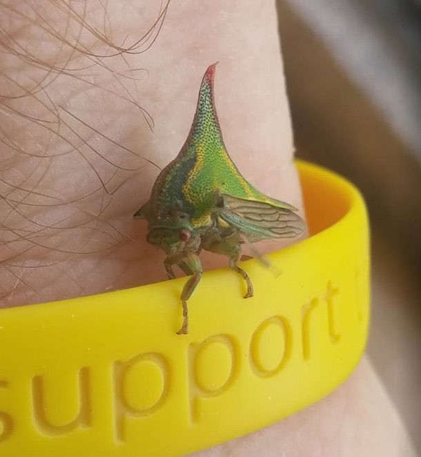 Bọ gai Umbonia spinosa sống bằng cách đâm vào thân cây để hút nhựa và nước từ các chồi non. Ảnh: lostbird.