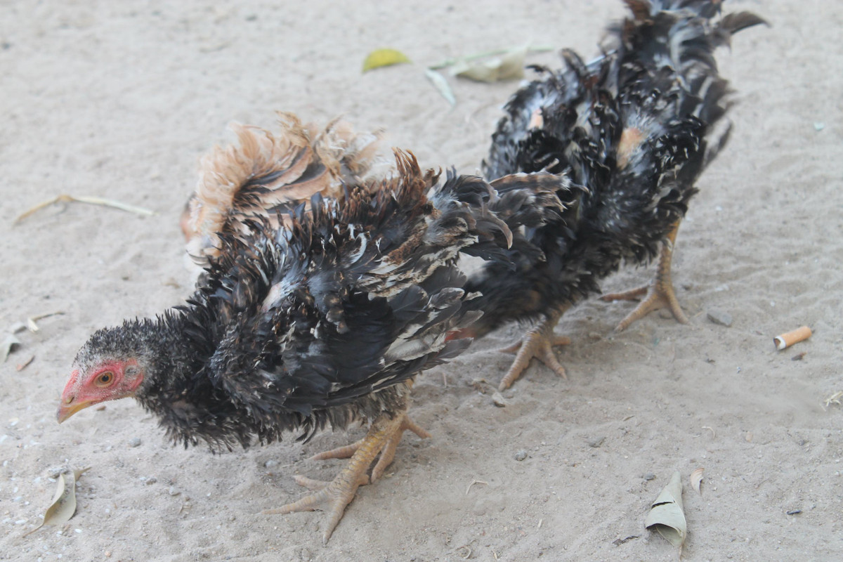 Không những vậy, thịt của gà lông ngược còn thơm ngon như thịt gà rừng. Ảnh: thegioitiepthi.