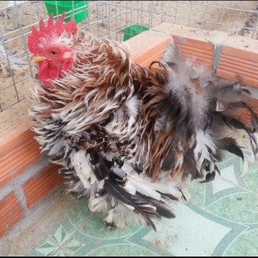 Nhiều chuyên gia cho rằng bộ lông ngược của giống gà này có khả năng chỉ là hiện tượng đột biến do khí hậu thay đổi nóng - lạnh đột ngột, hay do thức ăn thay đổi đột ngột. Ảnh: wordpress.