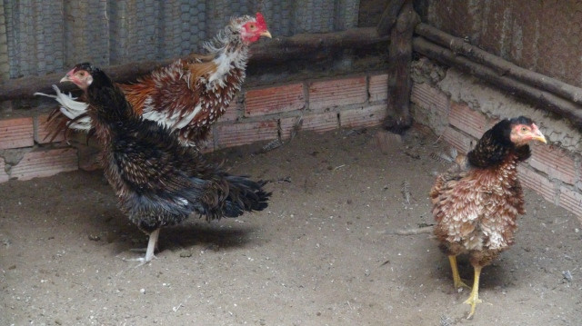 Gà lông ngược có sức đề kháng cao, ít khi bị bệnh tật. Ảnh: vatgia.