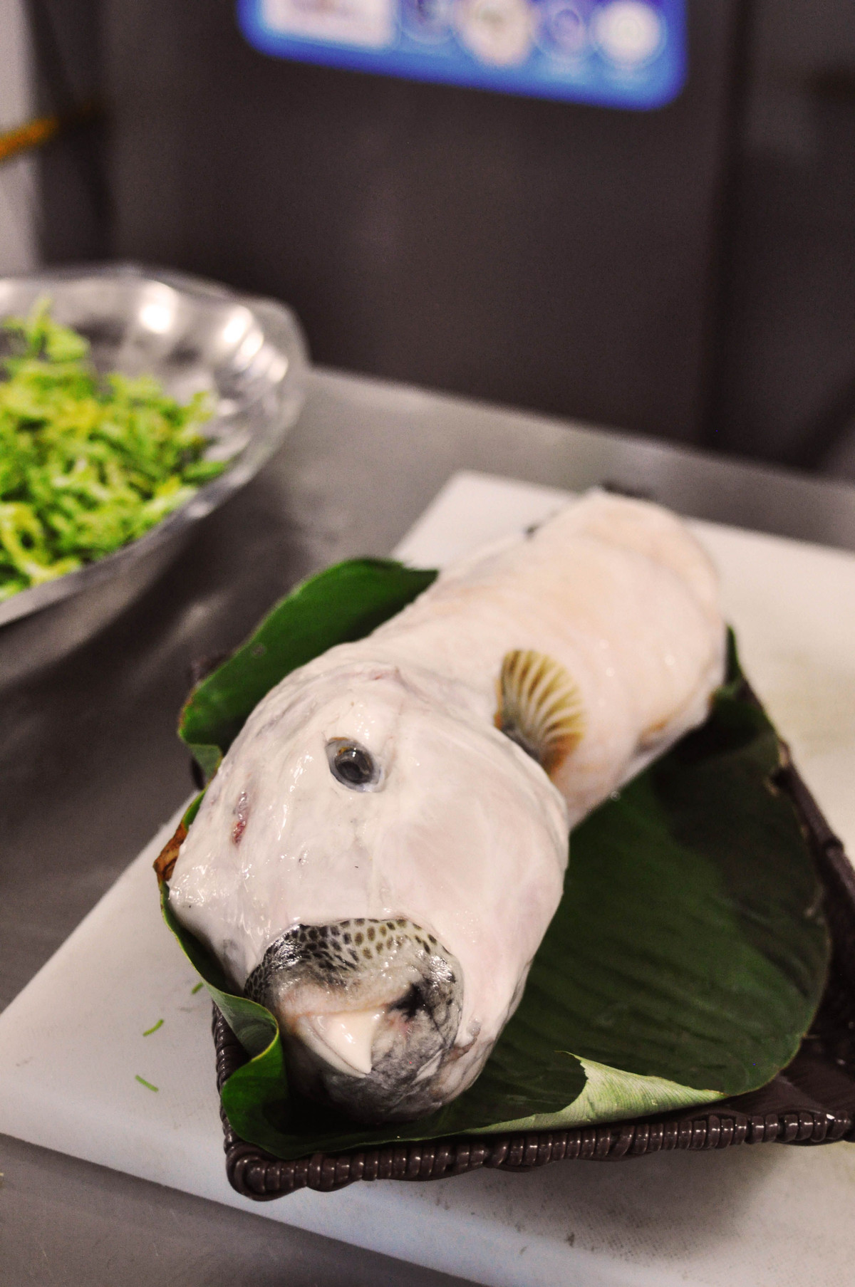 Cá mặt thỏ ăn tất cả các loài cá yếu hơn, thậm chí khi đói nó có thể ăn thịt cả đồng loại. Ảnh: pinimg.