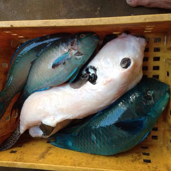 Cá mặt thỏ không chỉ có giá trị kinh tế cao mà còn vô cùng quý hiếm và khó đánh bắt. Ảnh: dktcdn.