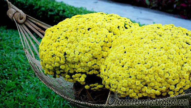 Ở Việt Nam, cúc mâm xôi được trồng nhiều nơi ở đồng bằng sông Cửu Long. Ảnh: blogspot.