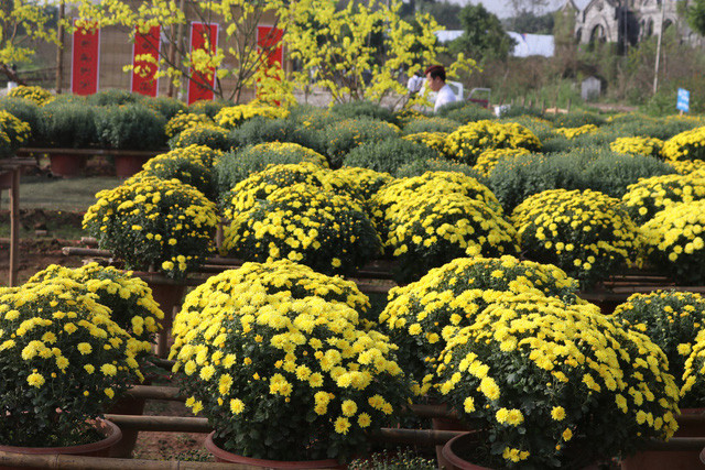 Không chỉ dùng để trang trí, cúc mâm xôi còn có tác dụng lọc các chất gây ô nhiễm như benzen, các chất gây ung thư như chất dẻo, thuốc lá và chất khử mùi, trichloroethylene, formaldehyde và ammonia. Ảnh: mediacdn.