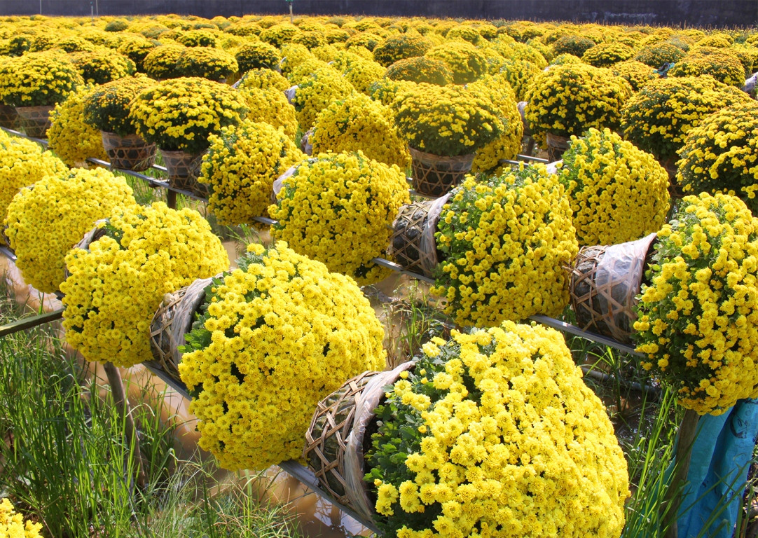 Cúc mâm xôi được trồng ở Trung Quốc từ hơn 3000 năm. Tại châu Âu, đặc biệt là ở Hà Lan, loài hoa này đã được biết đến từ giữa thế kỷ thứ 17. Ảnh: congan.