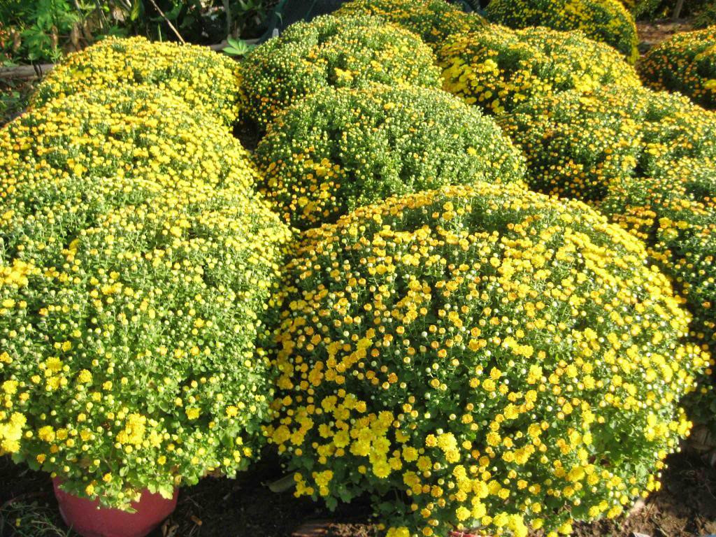 Cúc mâm xôi là cây thân thảo có lá lụa thẫm, màu đậm màu xanh đậm và những bông hoa lớn có thể có màu vàng, trắng, tím hoặc đỏ. Ảnh: bizweb.