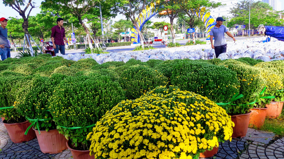 Cúc mâm xôi cũng có rất nhiều hình dạng hoa đẹp và màu sắc để lựa chọn. Ảnh: vietnammoi.