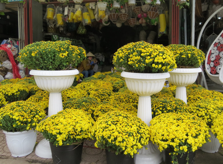 Cúc mâm xôi tương đối dễ trồng, không đòi hỏi khắt khe về đất đai, ánh sáng và ẩm độ. Loài cúc này có thể trồng hầu hết các vụ trong năm. Ảnh: cayvahoa.