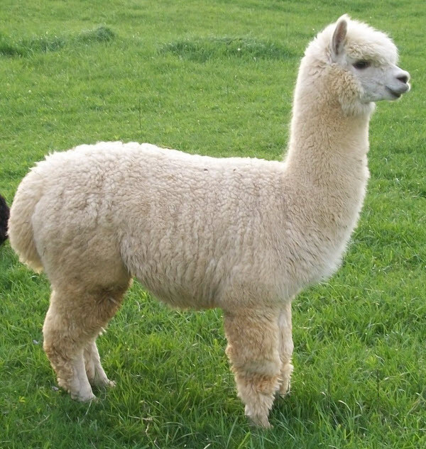 Lông của lạc đà Alpacas có đặc điểm nhẹ, bền, vẻ ngoài giống lông cừu nhưng lại ấm hơn lông cừu tới 3 lần. Ảnh: ydvn.