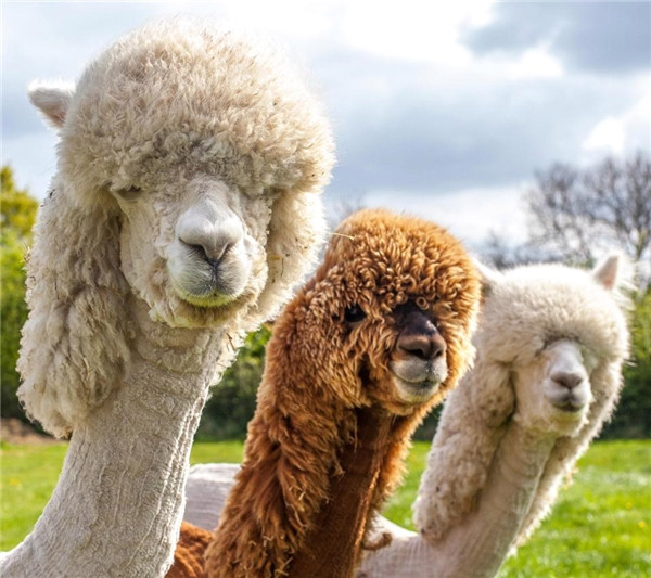 Người dân bản địa Nam Mỹ gọi vải từ lông lạc đà alpacas là "Vải của Thần thánh", và dùng nó để may y phục cho quý tộc. Ảnh: yan.