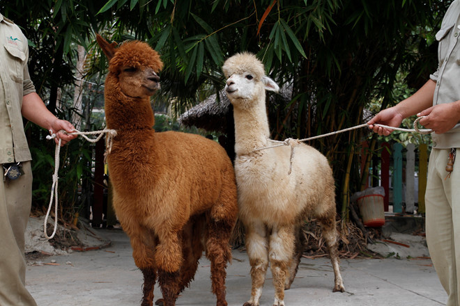 Chính nhờ bộ lông này mà lạc đà Alpacas được coi là loài có giá trị nhất trong tất cả các loài lạc đà. Ảnh: thanhnien.