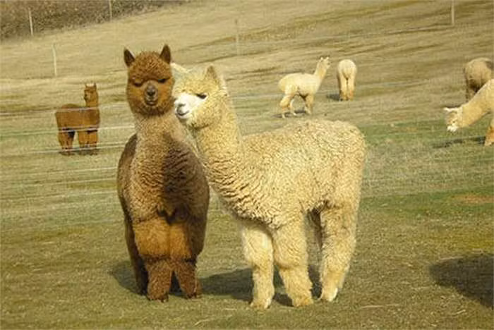 Lạc đà Alpacas là loài vật sống theo phong cách bầy đàn và cũng rất dễ nuôi. Thức ăn chủ yếu là rơm rạ hoặc cỏ. Ảnh: vtcns.