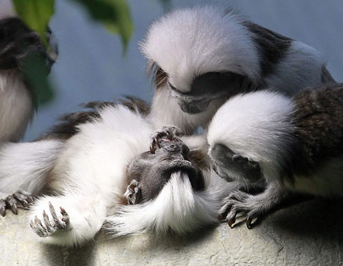 Khỉ sóc đầu trắng có hành vi xã hội rất cao. Chúng còn có các hành vi như vị tha và giao tiếp với nhau bằng một thứ ngôn ngữ chuyên biệt. Ảnh: 24h.