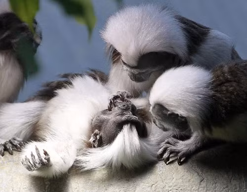 Khỉ sóc đầu trắng có hành vi xã hội rất cao. Chúng còn có các hành vi như vị tha và giao tiếp với nhau bằng một thứ ngôn ngữ chuyên biệt. Ảnh: 24h.